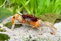 Parathelphusa ferruginea – Unterwasserkrabbe „Towuti“