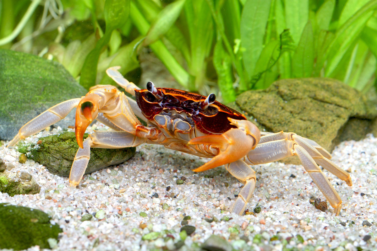 Parathelphusa ferruginea – Unterwasserkrabbe „Towuti“