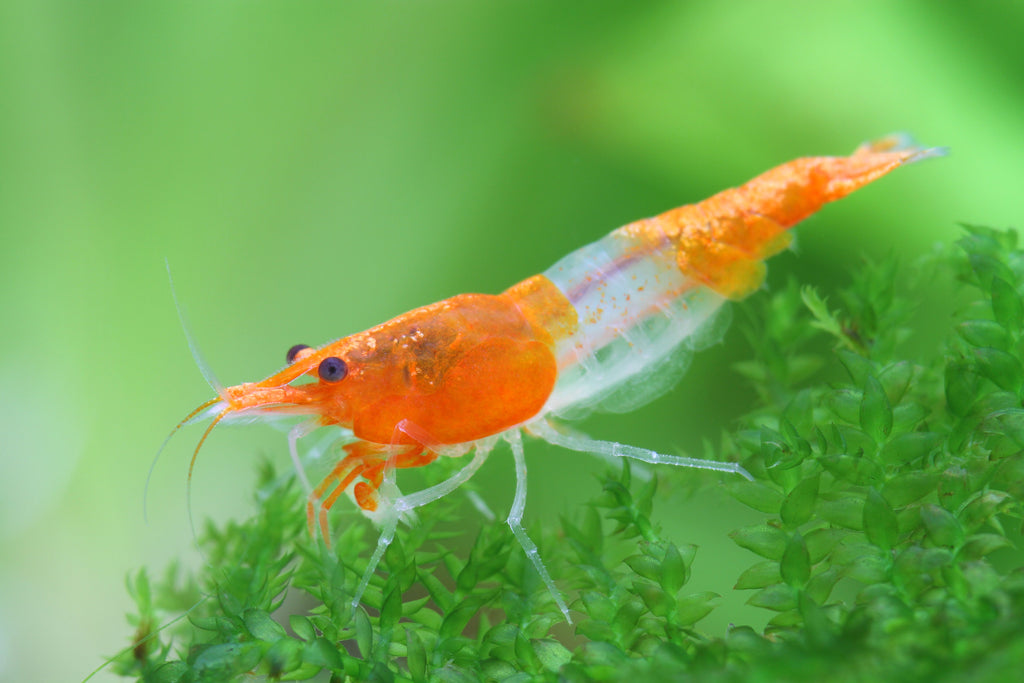 orange Rili Garnele, Neocaridina davidi "orange Rili"