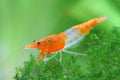 orange Rili Garnele, Neocaridina davidi "orange Rili"