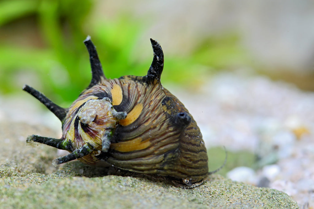 Geweihschnecke Sun Schnecke Fany - Clithon subgranosum