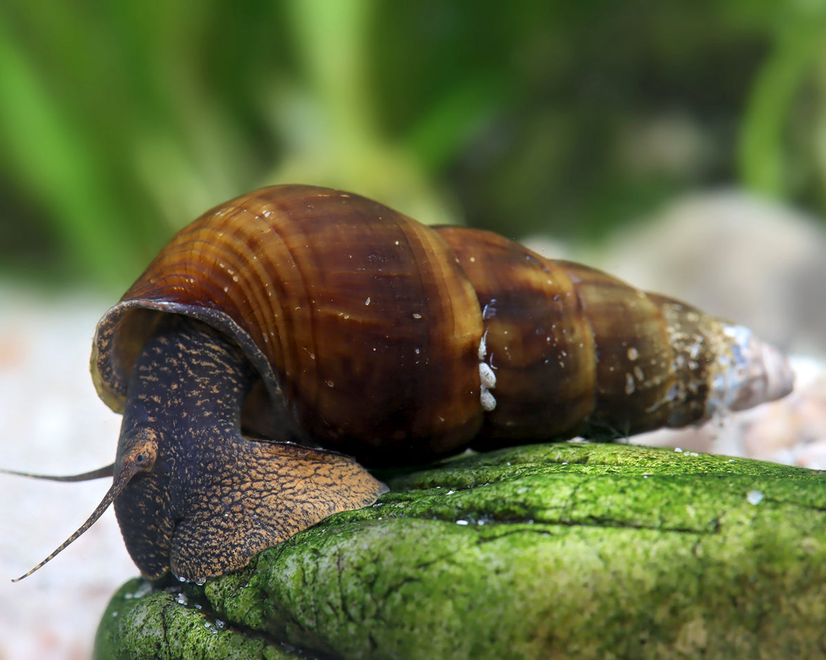 Riesenturmdeckelschnecke - Tylomelania sp.