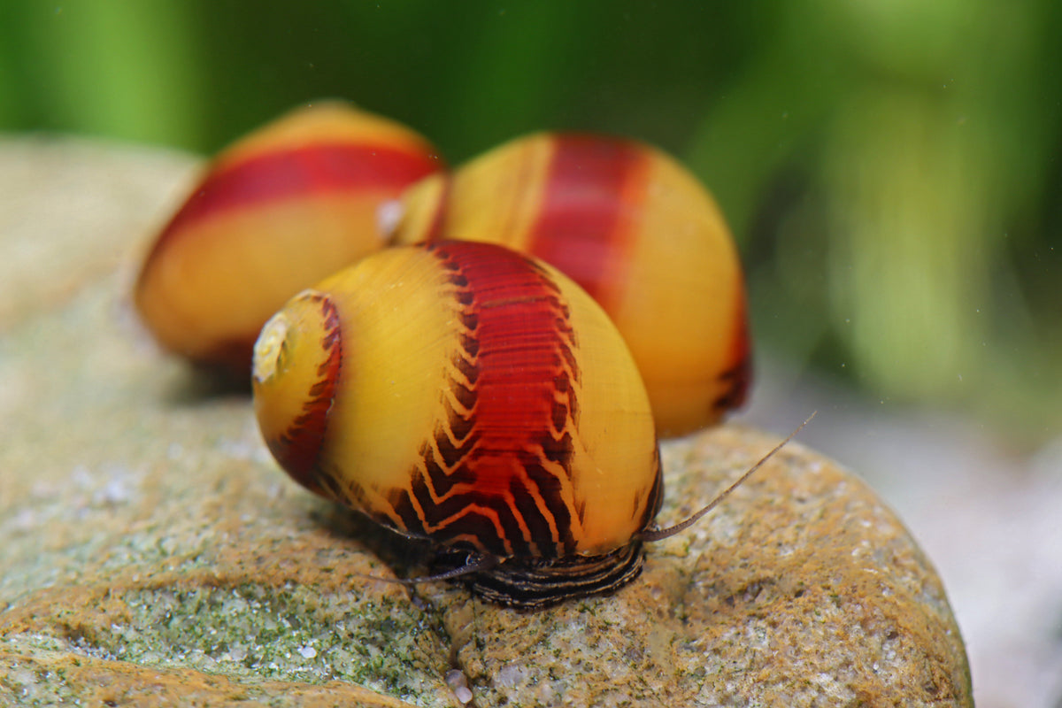 Red /  Yellow stripe Rennschnecke - Vittina waigiensis