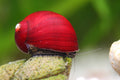 Red Rennschnecke - Vittina waigiensis