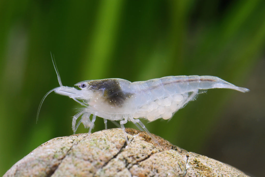 White Pearl Garnele - Weißperlengarnele - Neocaridina palmata "White"