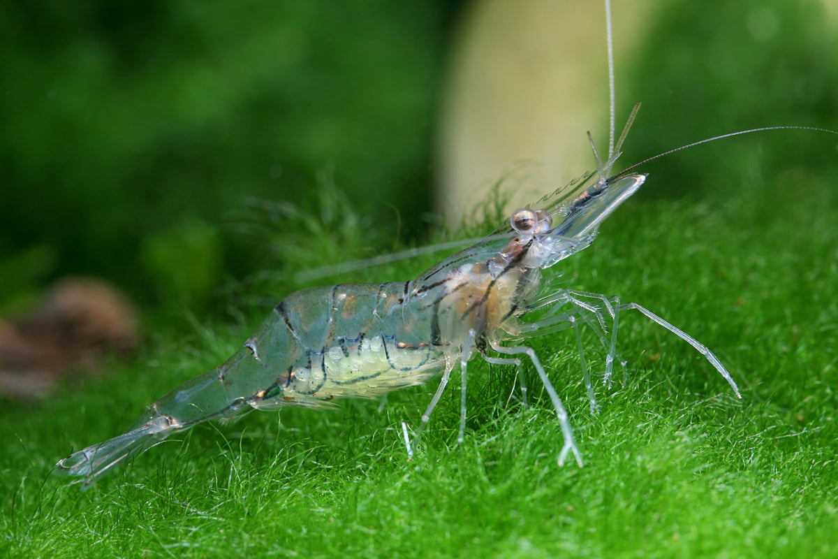 Glasgarnele – Macrobrachium lanchesteri | Transparente Süßwassergarnele für Aquarium, Gesellschaftsbecken