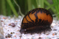 Big Stripe Mosaik Rennschnecke - Neritina sp.