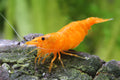 Orange Sakura - Neocaridina davidi