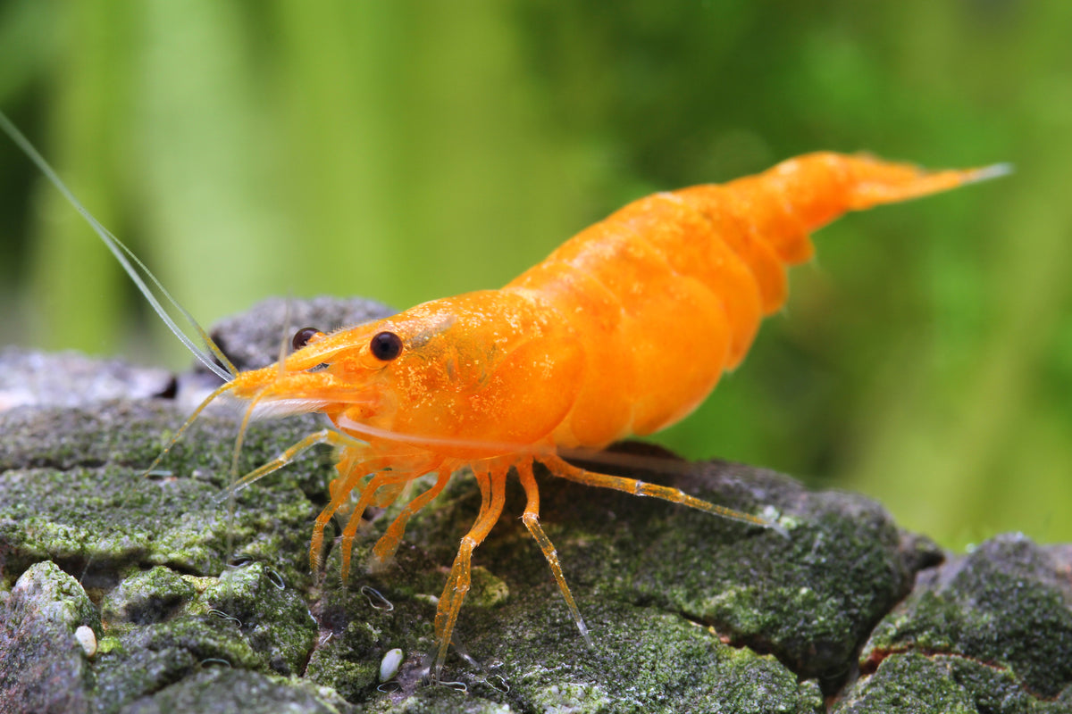 Orange Sakura - Neocaridina davidi