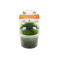 Vesicularia montagnei InVitro Christmas Moos Aquarienpflanze