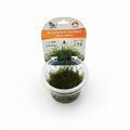 Taxiphyllum barbieri - InVitro Javamoos Aquarium Moos