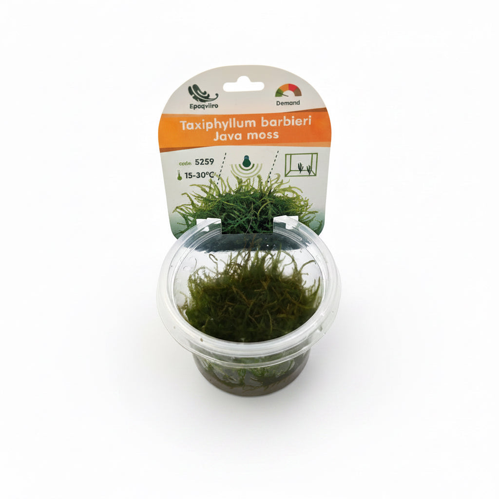 Taxiphyllum barbieri - InVitro Javamoos Aquarium Moos