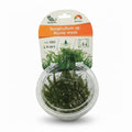 Flammen-Moos Taxiphyllum sp. ´Flame moss´ in vitro Aquarien Aquarium Pflanze