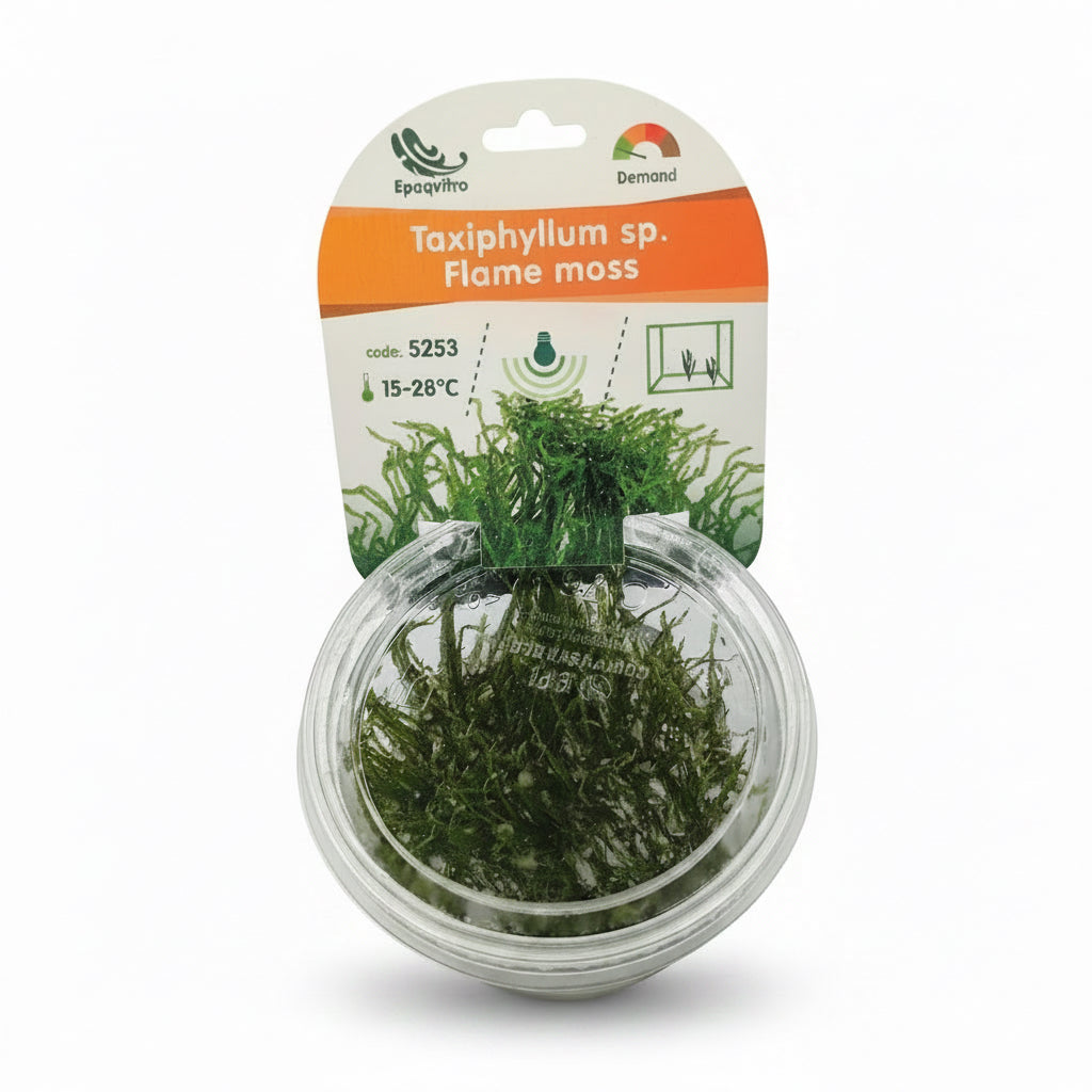 Flammen-Moos Taxiphyllum sp. ´Flame moss´ in vitro Aquarien Aquarium Pflanze