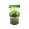 Taiwan Moos – Taxiphyllum alternans 'Taiwan Moss'