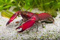 Cherax wagenknechtae – Krebs „Red Brick“