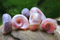 Posthornschnecke „Rosapink" Mix 6  Stück