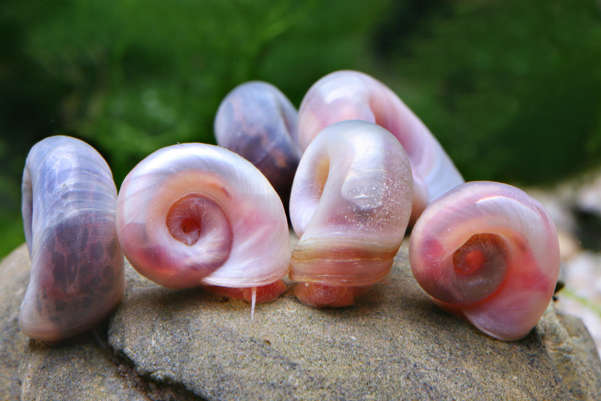 Posthornschnecke „Rosapink" Mix 6  Stück