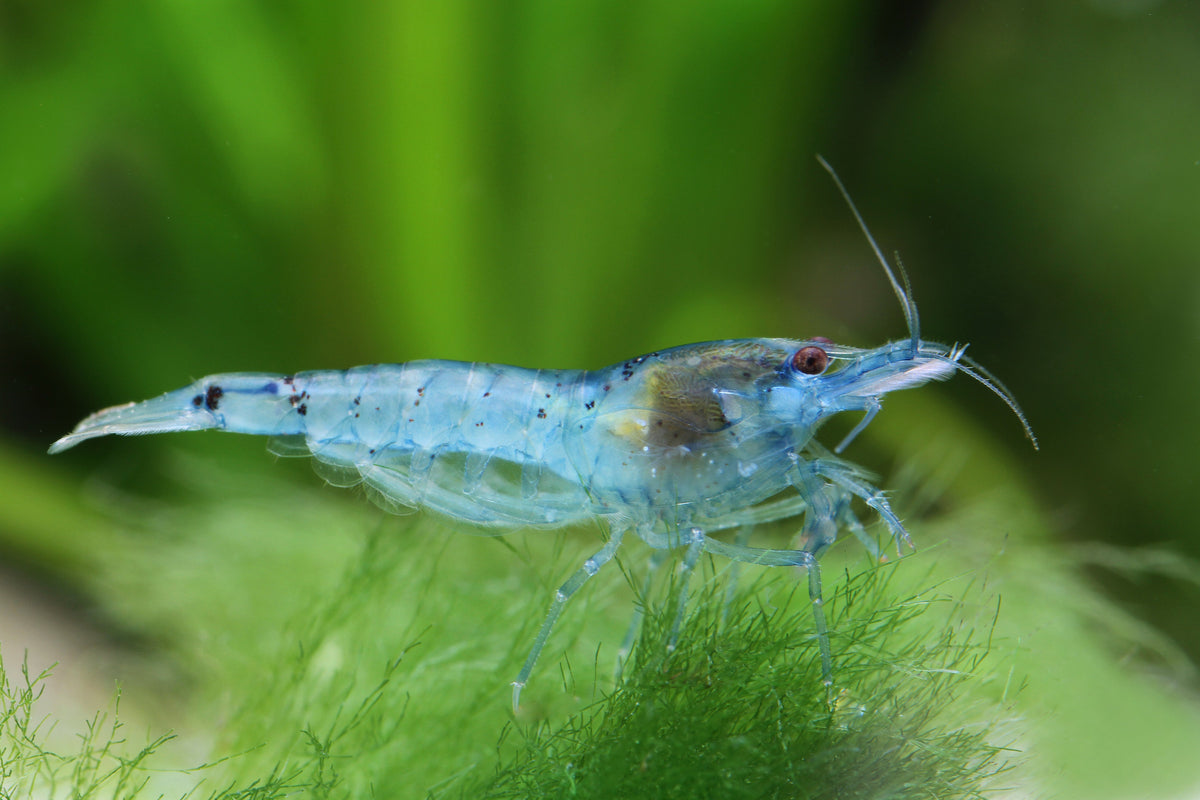 Blue Pearl Garnele - Neocaridina palmata premium