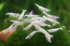 Snowstorm Zwerggarnele - Neocaridina palmata
