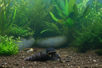 Thylomelania spec. - Yellow big spot