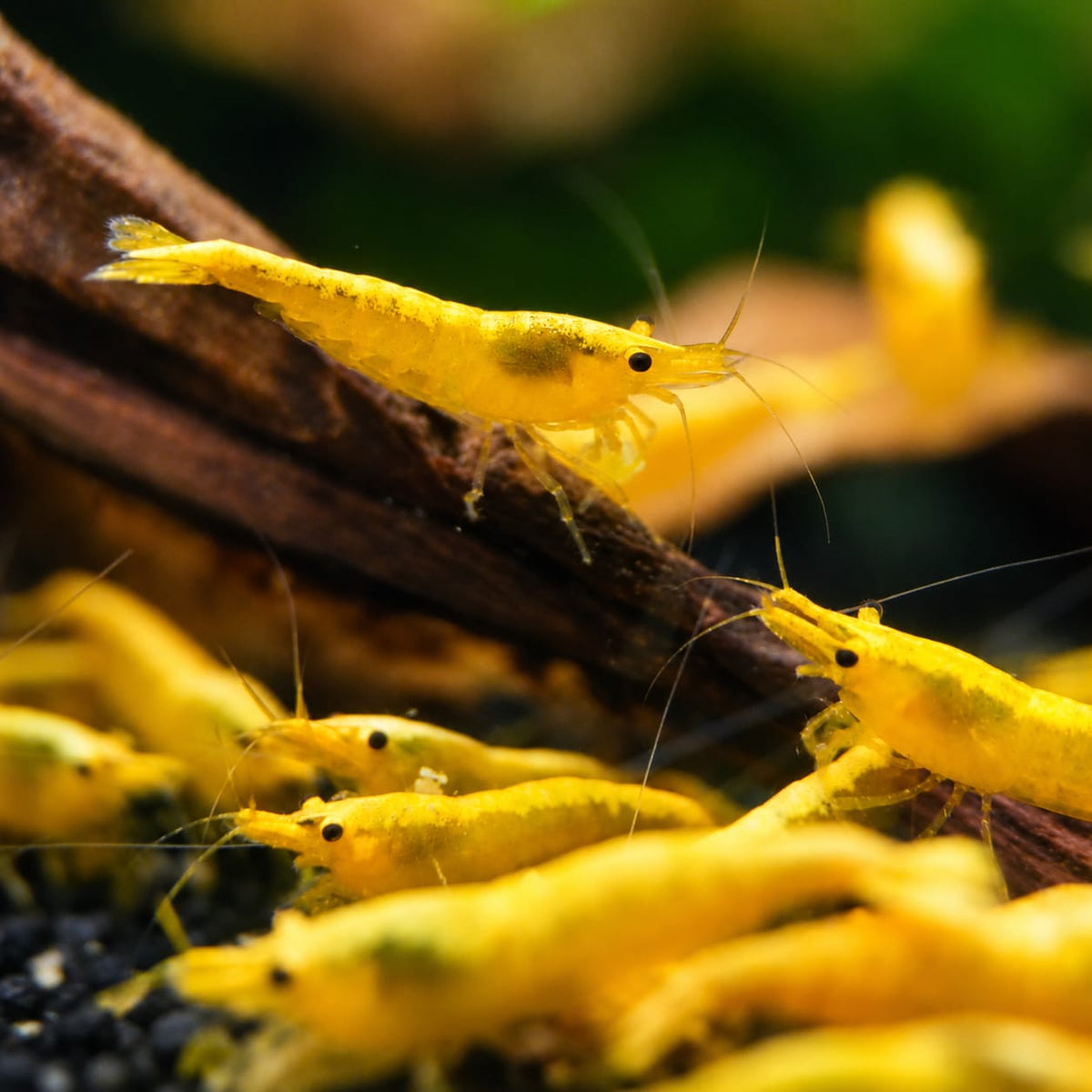 Neocaridina davidi - Zwerggarnele "Yellow golden Top"