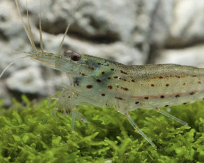 Amanogarnele - Größe "XL" -Caridina multidentata