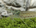 Amanogarnele - Größe "XL" -Caridina multidentata