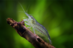 Amanogarnele - Größe XXL - Caridina multidentata 3,5 - 4 cm