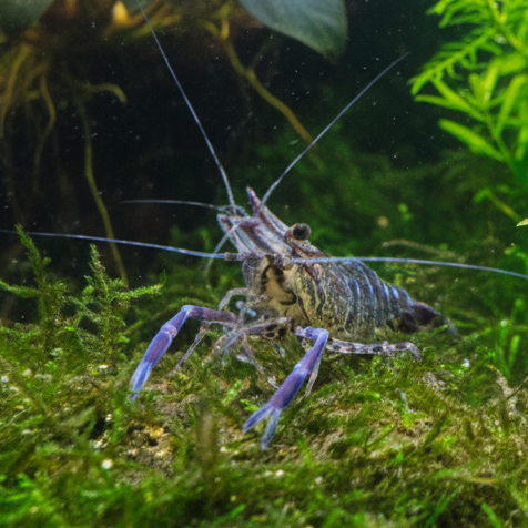 Blauscherengarnele- Macrobrachium peguense