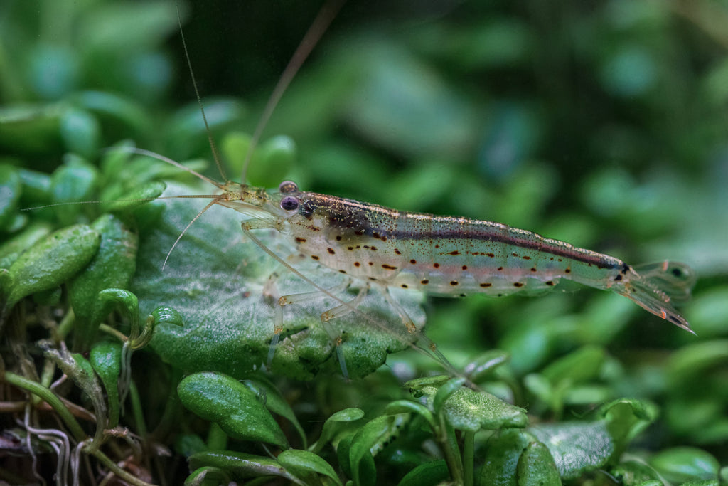 Amanogarnele - Größe "S" - Caridina multidentata