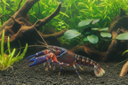 Krebs "zebra blue claw" -Cherax cf. peknyi